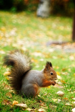 Veverka si na podzim dělá zásoby.